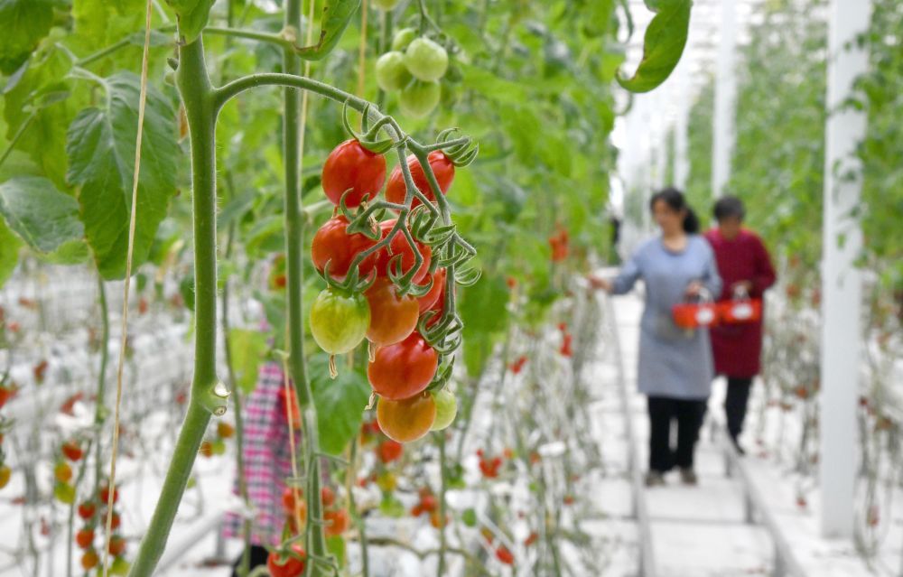 新体系新布局新力量——农业大省山东的大农业观实践(图12)