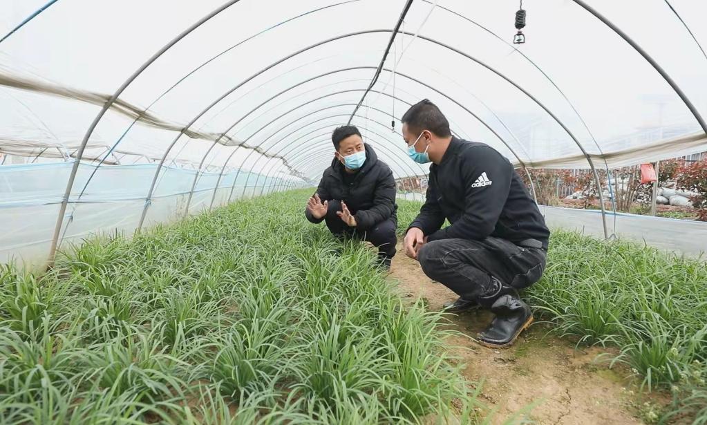 新华全媒+丨为“菜篮子”减负给“菜园子”分忧——安徽多地蔬菜稳产保供“全链条”观察(图3)
