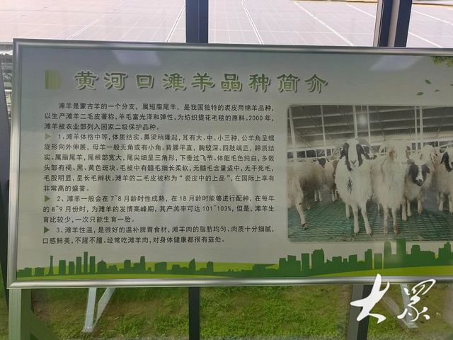三农深度调查全链条升级盐窝镇滩羊产业实现“30版”养殖(图4)