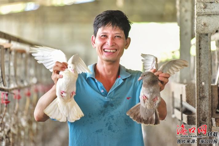 琼山区红旗镇以乳鸽养殖串起产业链条乡土人才引路特色产业兴旺(图2)
