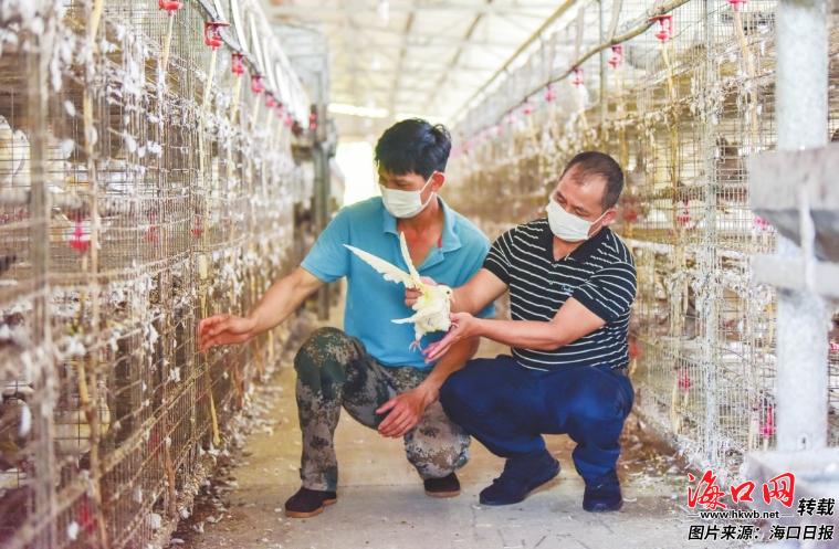 琼山区红旗镇以乳鸽养殖串起产业链条乡土人才引路特色产业兴旺(图1)
