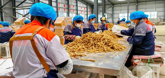 文登区探索构建气调锁鲜冷库技术西洋参鲜参存储周期将延长3个月以上(图1)