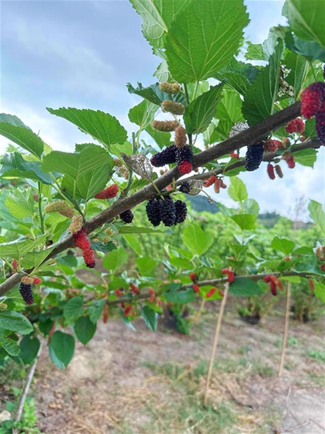 酷黑莓桑第三年回归喜茶深入源头带来“自种”桑葚(图3)