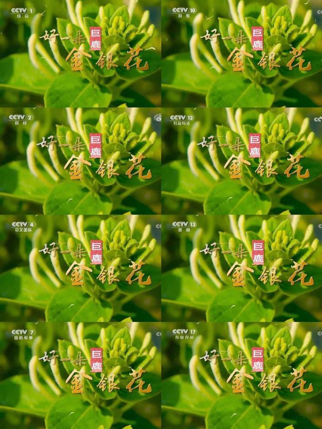 巨鹿金银花从明代走来闪耀央视8个频道(图1)