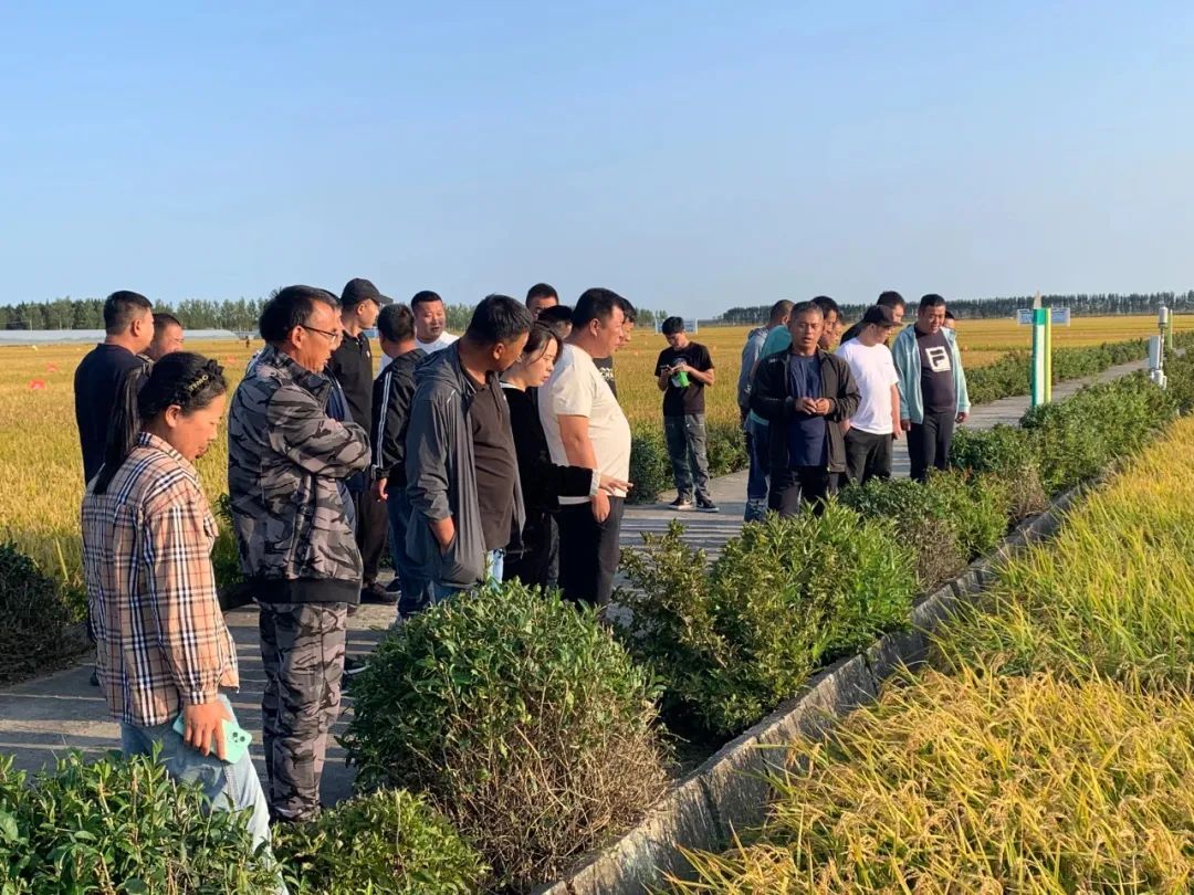 聚焦北大荒八五四分公司全链条推进良种扎根黑土(图1)