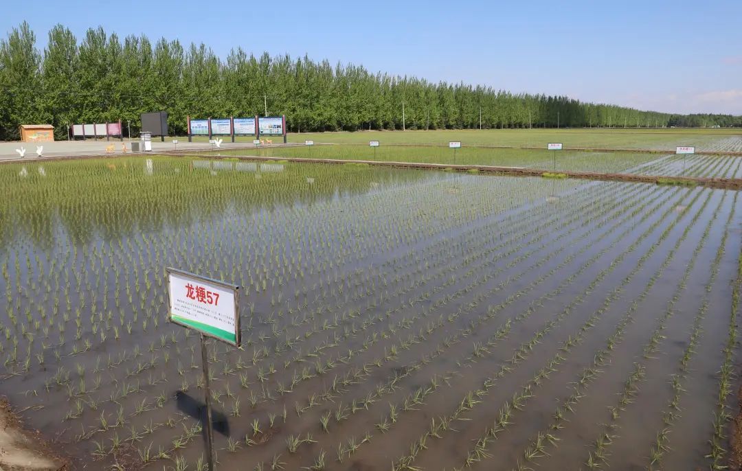 聚焦北大荒八五四分公司全链条推进良种扎根黑土(图2)