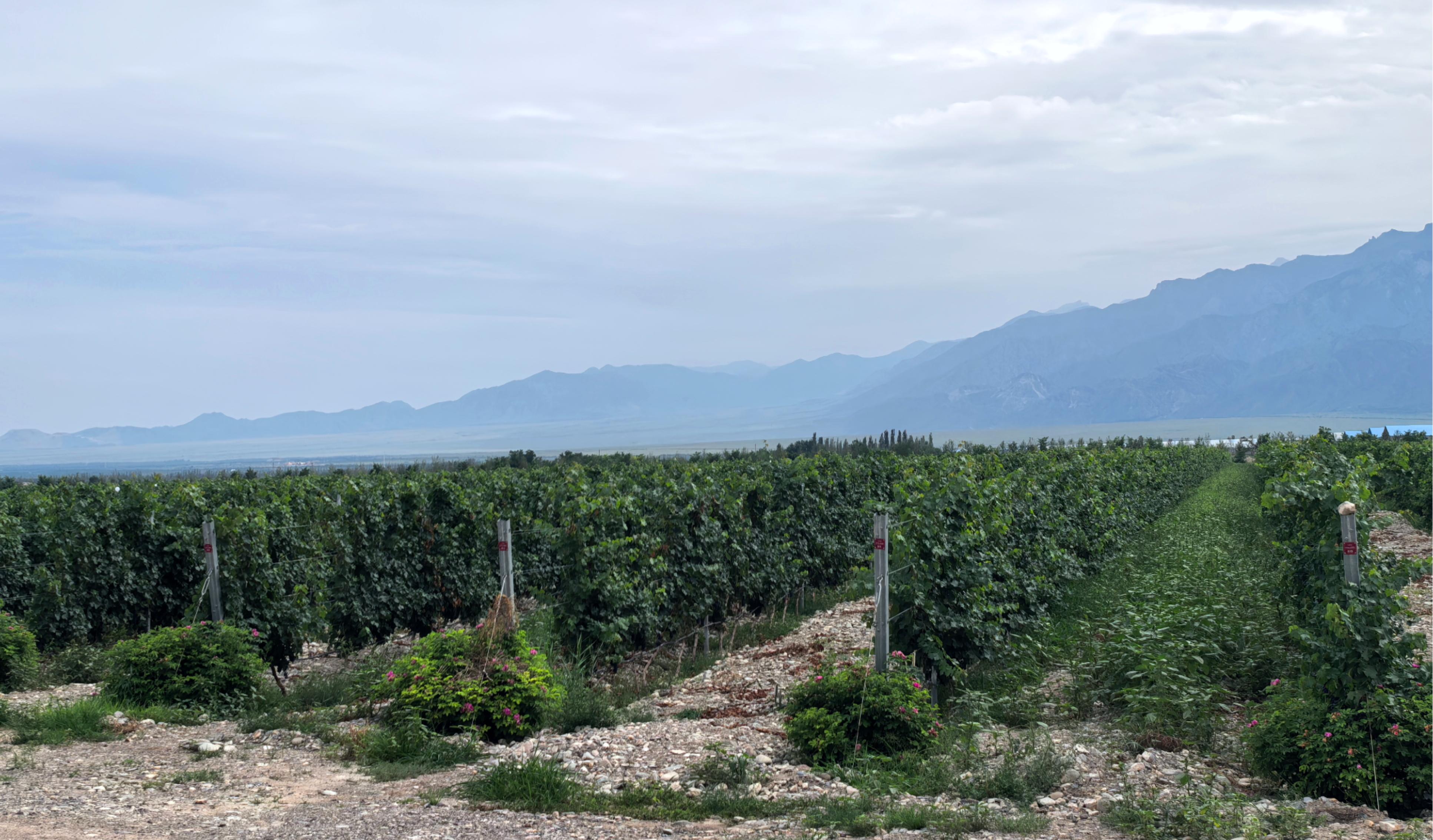 宁夏：开展生态资源本底调查探索全链条协同治理路径(图1)