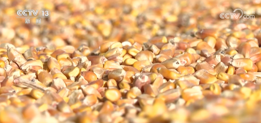 我国基本建立全链条粮食应急保障体系(图1)