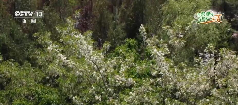 “鲜花经济”迎风盛开做强做优产业链条助农增收(图1)