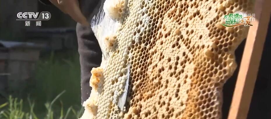 “鲜花经济”迎风盛开做强做优产业链条助农增收(图2)