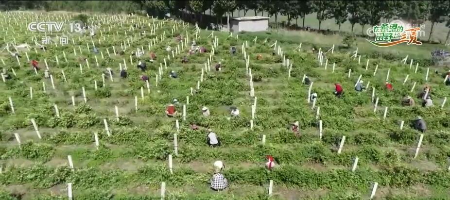 “鲜花经济”迎风盛开做强做优产业链条助农增收(图3)