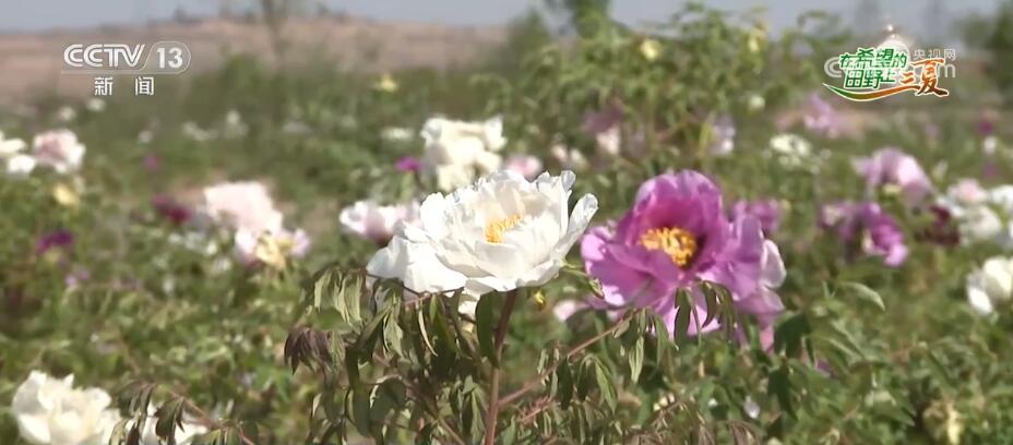 “鲜花经济”迎风盛开做强做优产业链条助农增收(图4)