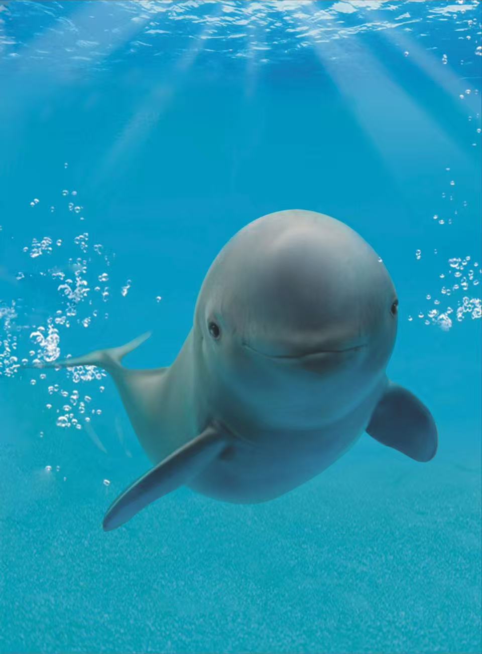 江豚逐浪、智造赋绿！国际青年见证长江大保护“荆”彩答卷(图4)