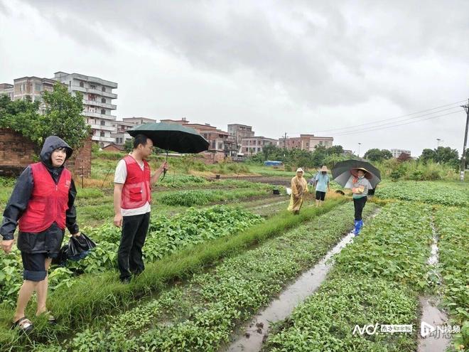 广东农业迎战台风“麦德姆”看粤西全链条防护抢收减损(图2)
