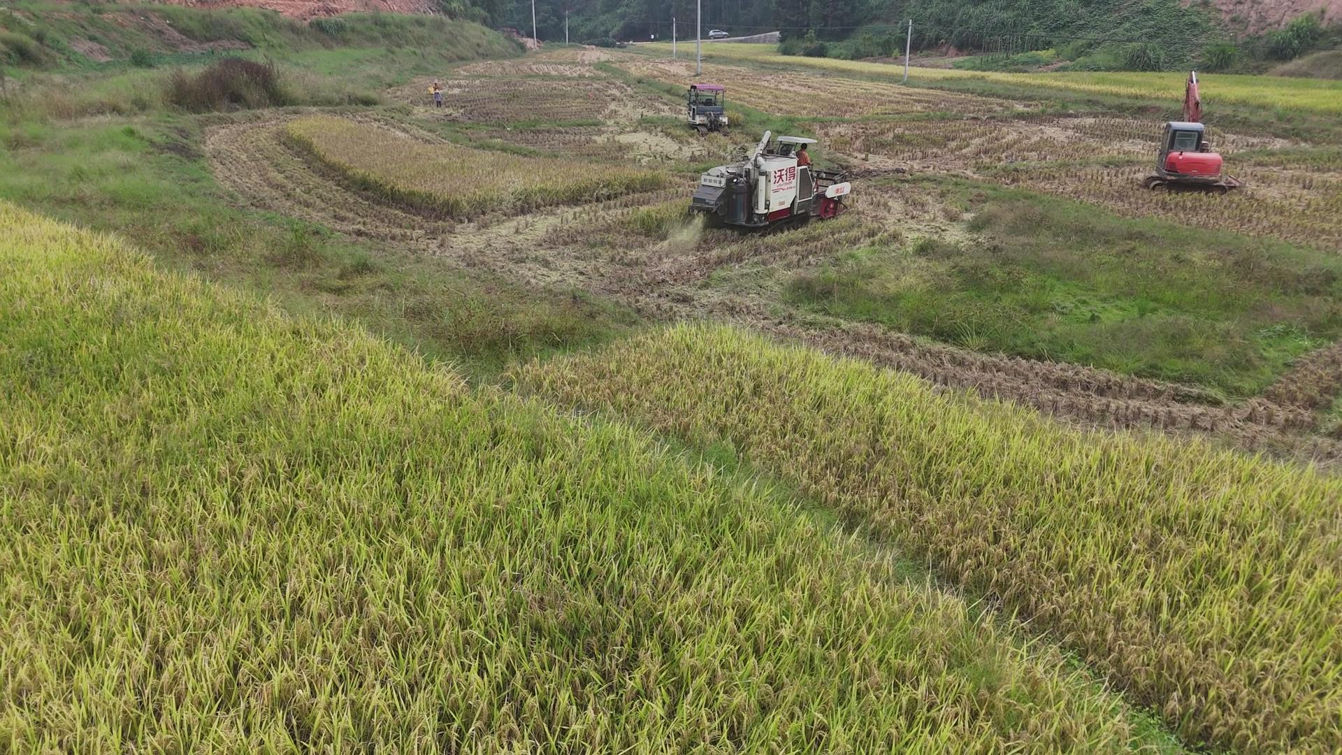 【郴州】资兴坪田村：助力晚稻丰收供销“引擎”全链条服务(图1)