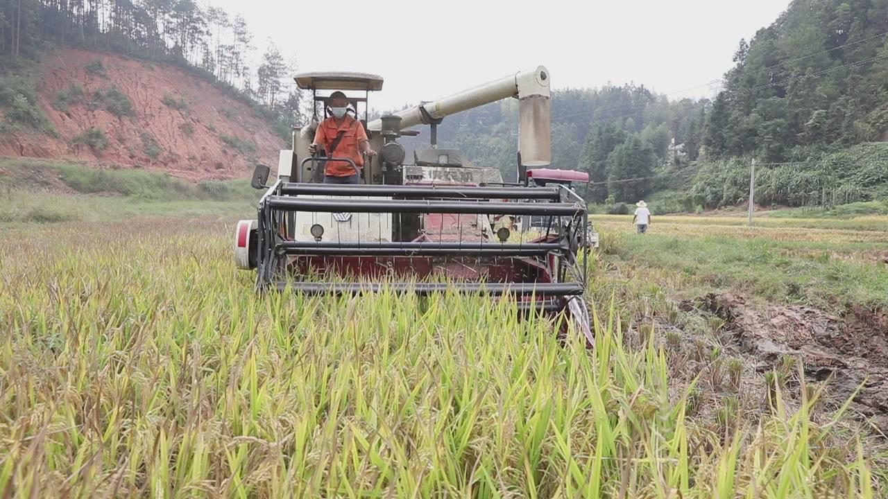 【郴州】资兴坪田村：助力晚稻丰收供销“引擎”全链条服务(图2)