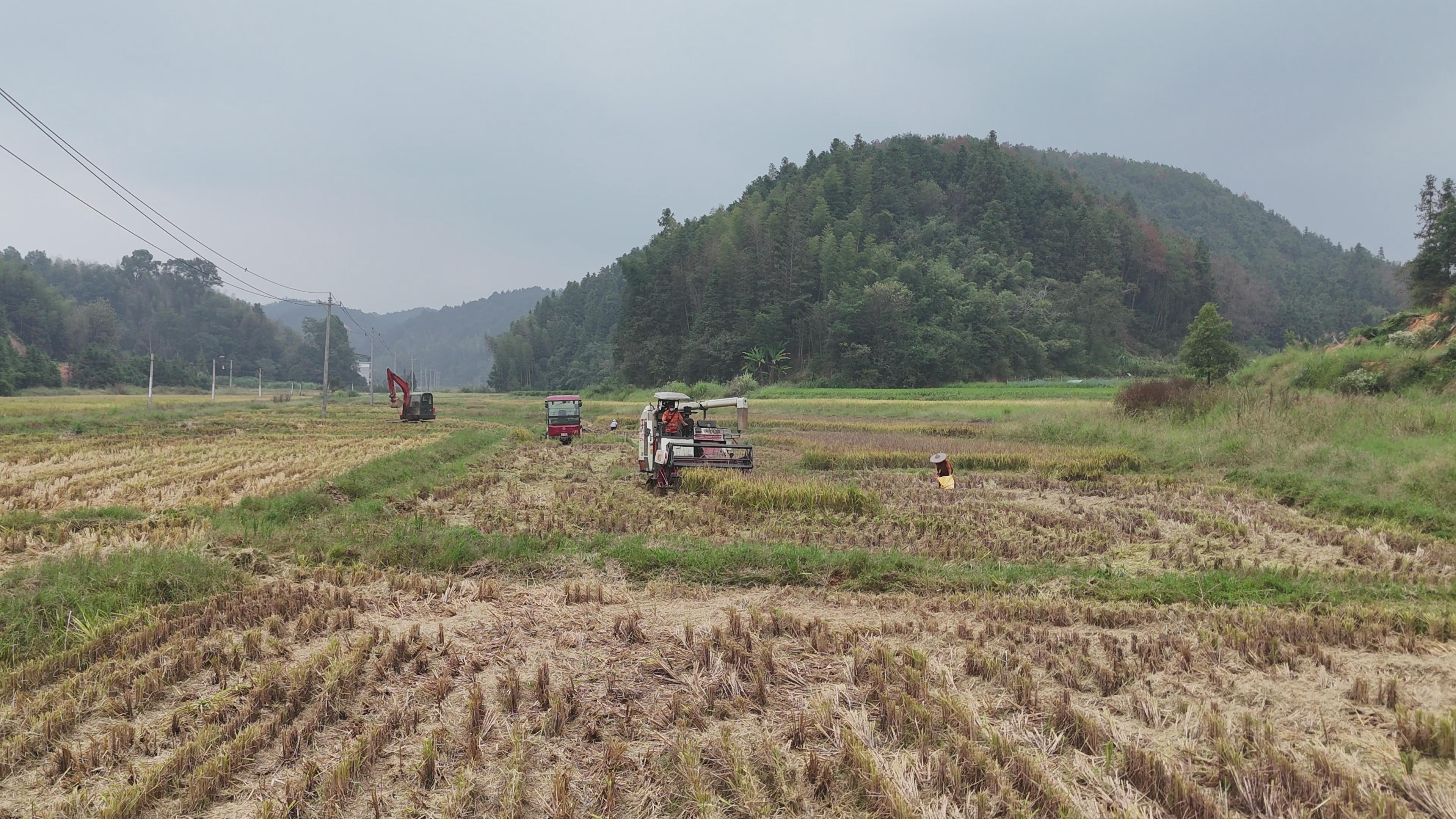【郴州】资兴坪田村：助力晚稻丰收供销“引擎”全链条服务(图3)