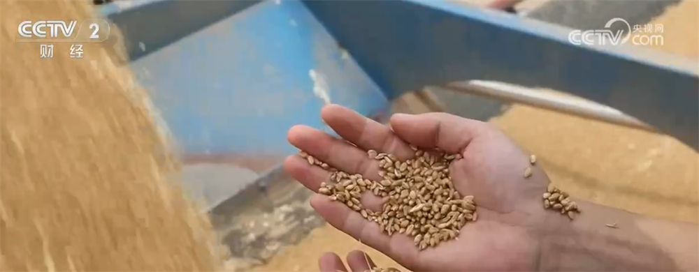 “钱等粮、仓等粮”充分激发秋粮购销活力科技为全链条损耗“做减法”(图1)