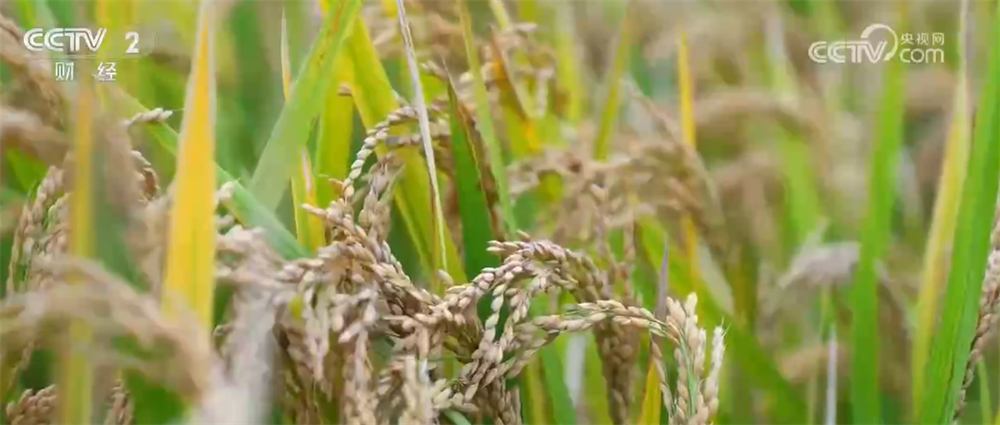 “钱等粮、仓等粮”充分激发秋粮购销活力科技为全链条损耗“做减法”(图2)