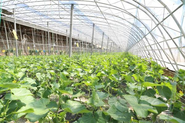 大棚里的“新质生产力”：北京大兴长子营镇废弃物循环链“链”出果蔬好品质(图1)