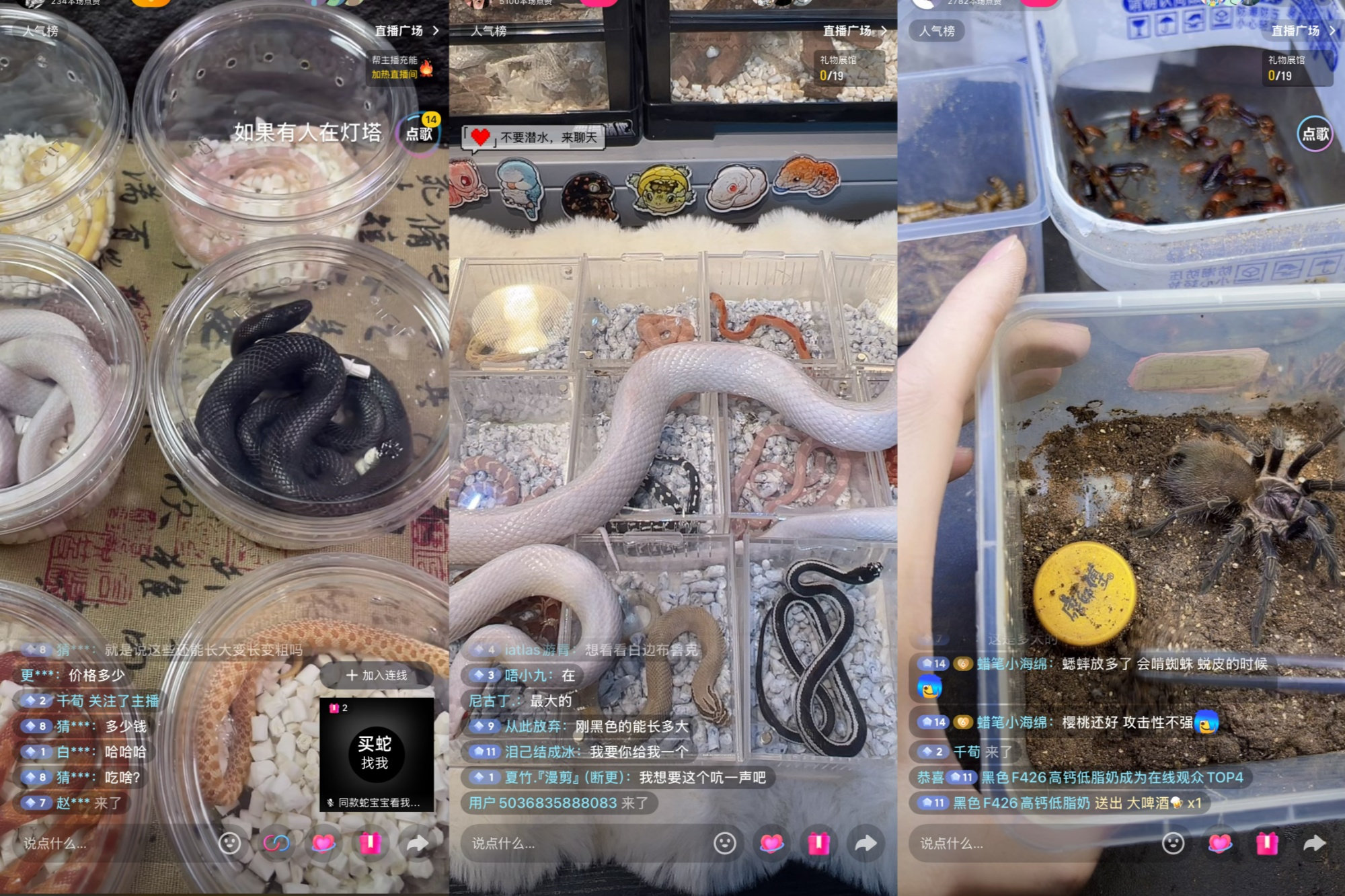 “异宠”买卖饲养链条调查:“异宠热”背后暗藏哪些隐患?(图2)