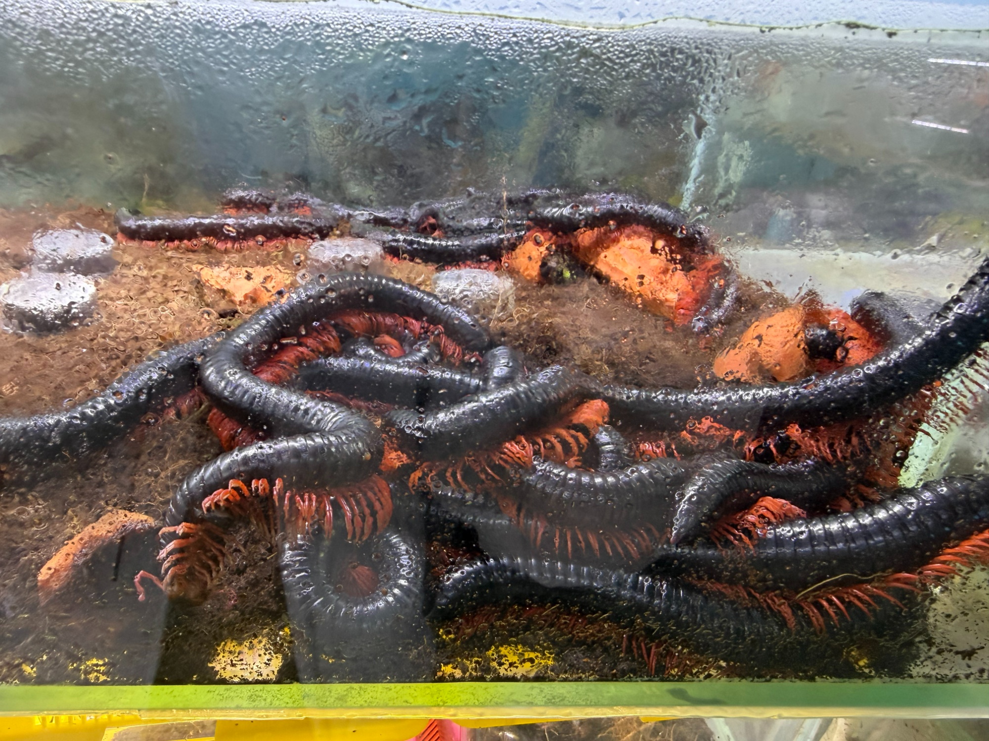 “异宠”买卖饲养链条调查:“异宠热”背后暗藏哪些隐患?(图1)