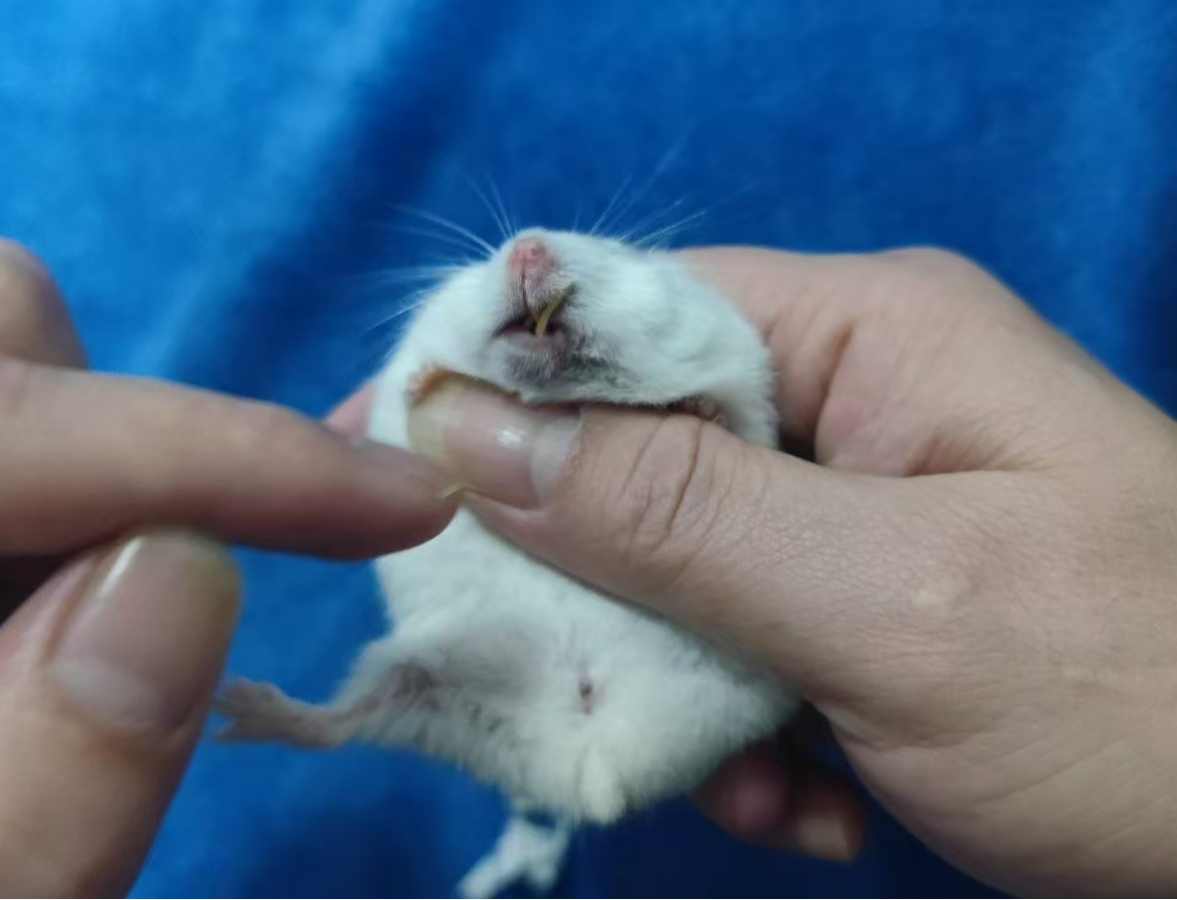 “异宠”买卖饲养链条调查:“异宠热”背后暗藏哪些隐患?(图4)