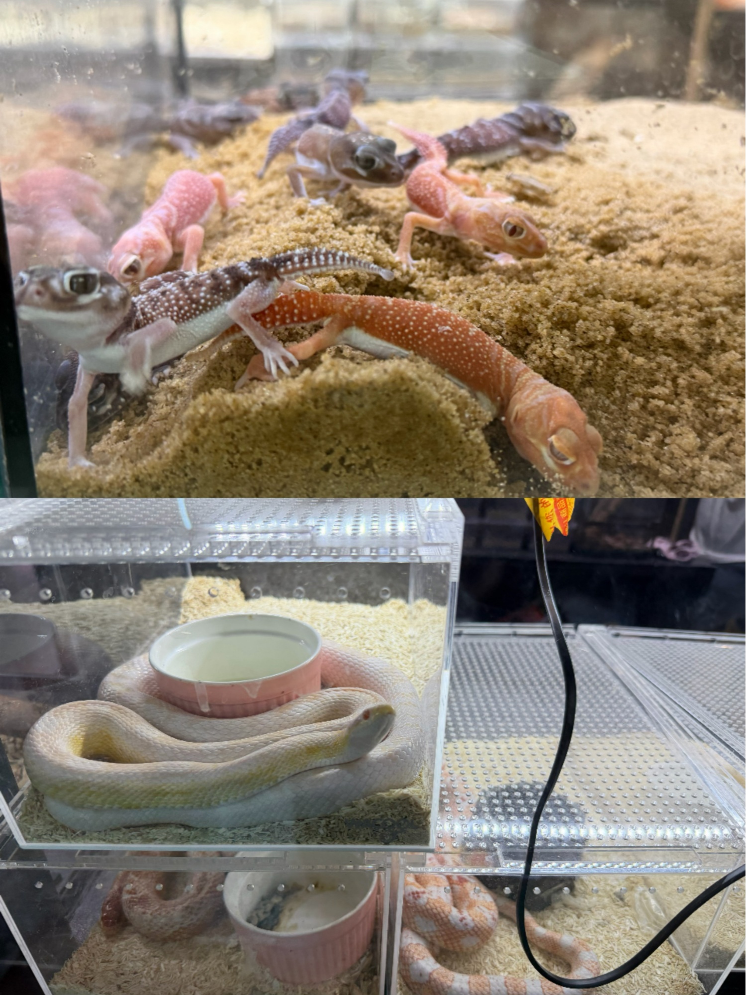 “异宠”买卖饲养链条调查:“异宠热”背后暗藏哪些隐患?(图3)