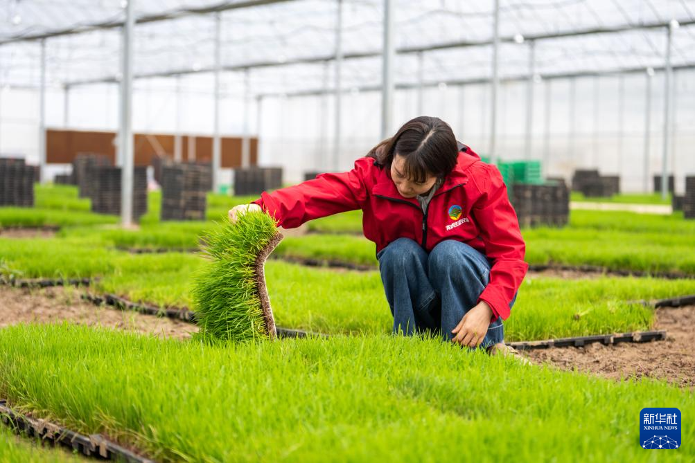 湖南望城：智慧农场春耕忙(图4)